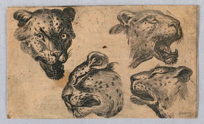 Quattro studi di teste di leopardo da Unknown artist
