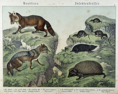 Volpe, volpe argentata, toporagni, talpa e riccio - in "Natural histories of mammals", ed. Schreiber da Unknown artist