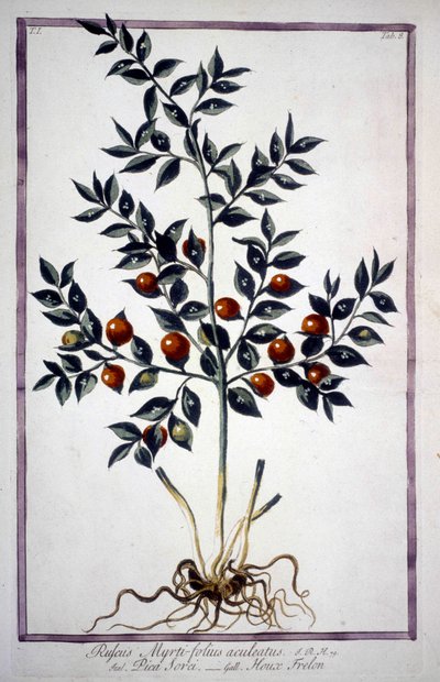 Fragon Falso Agrifoglio o Piccolo Agrifoglio (Ruscus) in un erbario del XIX secolo da Unknown artist