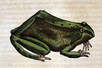 Rana dall