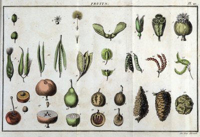 Frutti: in “Flora Francese, o una breve descrizione di tutte le piante che crescono naturalmente in Francia, disposte secondo un nuovo metodo di analisi a cui si allega la citazione delle loro virtù meno equivoche in medicina e la loro utilità nelle arti” da Unknown artist
