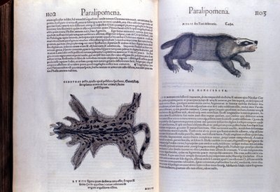 Animali da pelliccia - in Historia Animalium di Conrad Gesner, Tiguri da Unknown artist