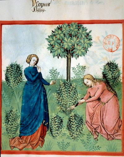 Raccogliere issopo. Due donne tagliano rami di issopo. Miniatura nel 
