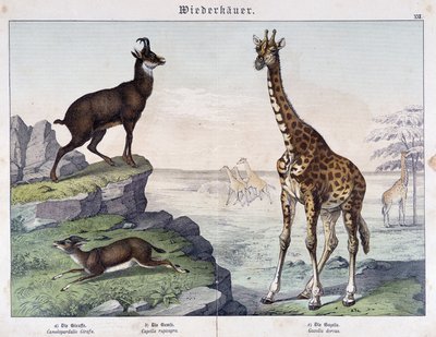 Giraffa, camoscio e gazzella - in "Histoires naturelles des mammifères", ed. Schreiber da Unknown artist