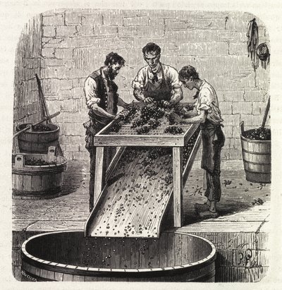 Classificazione delle uve su una griglia durante il processo di produzione del vino di qualità superiore della Borgogna. Incisione della fine del XIX secolo da Unknown artist