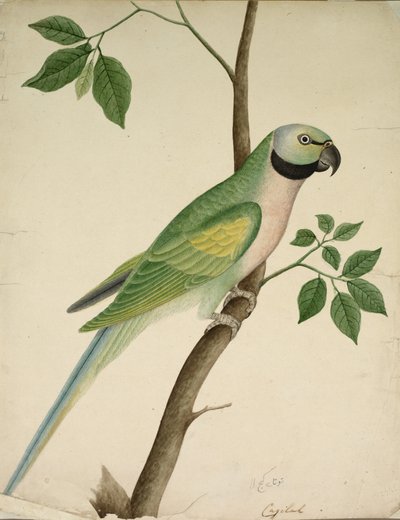 Pappagallo Verde da Unknown artist