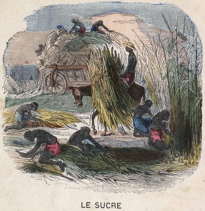 Raccolta della canna da zucchero nelle Indie Occidentali. Illustrazione del XIX secolo. Collezione Bianchetti. da Unknown artist