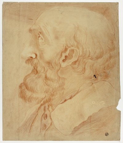 Testa di uomo barbuto di profilo da Unknown artist