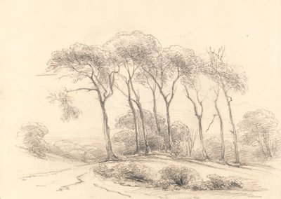 Alberi alti da Unknown artist