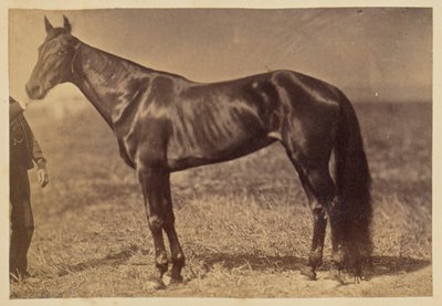 [Cavallo in un campo] da Unknown artist