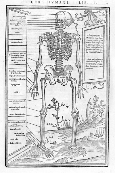 Scheletro umano, parte anteriore. Tavola anatomica di 