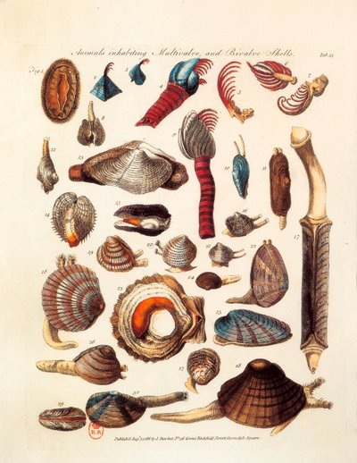 Pagina illustrata che rappresenta le diverse specie di animali bivalvi e multivalvi tratte dai trattati "The Genera Vermium" da Unknown artist