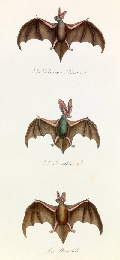 Illustrazione tratta dal libro "Opere complete di Buffon": Les Quadrupedes: Bat souris (incisione) da Unknown artist