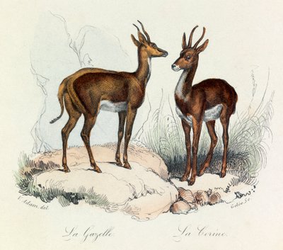 Illustrazione tratta dal libro "Opere complete di Buffon": Les Quadrupedes: La gazelle et la corine (incisione) da Unknown artist