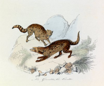 Illustrazione tratta dal libro "Opere complete di Buffon": Les Quadrupedes: La genette et la civette (incisione) da Unknown artist