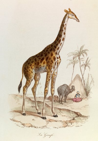 Illustrazione tratta dal libro "Opere complete di Buffon": Les Quadrupedes: La giraffa (incisione) da Unknown artist
