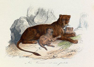Illustrazione tratta dal libro "Opere complete di Buffon": Les Quadrupedes: La lionne et ses petits (incisione) da Unknown artist
