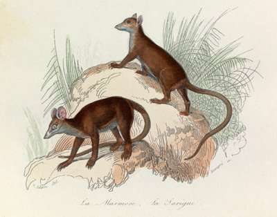 Illustrazione tratta dal libro "Opere complete di Buffon": Les Quadrupedes: La marmotta e la sarighetta (incisione) da Unknown artist