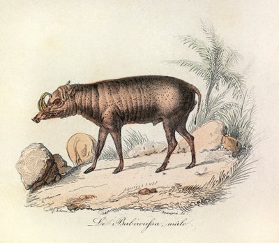Illustrazione tratta dal libro "Opere complete di Buffon": Les Quadrupedes: Le babiroussa male (incisione) da Unknown artist