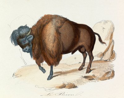 Illustrazione tratta dal libro "Opere complete di Buffon": Les Quadrupedes: Il bisonte (incisione) da Unknown artist