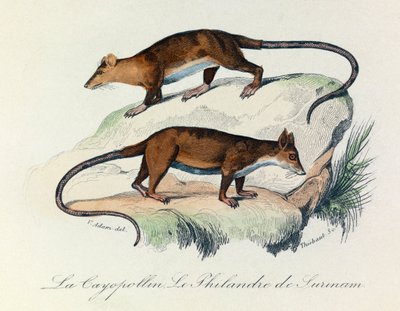 Illustrazione tratta dal libro "Opere complete di Buffon": Les Quadrupedes: Le cayopollin et la philandre de Surinam (incisione) da Unknown artist