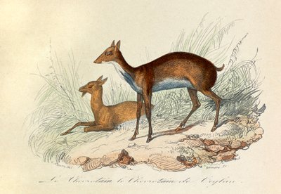 Illustrazione tratta dal libro "Opere complete di Buffon": Les Quadrupedes: Le chevrotain et le chevritain de Ceylon (incisione) da Unknown artist
