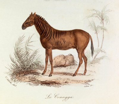 Illustrazione tratta dal libro "Opere complete di Buffon": Les Quadrupedes: Le couagga (incisione) da Unknown artist