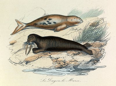 Illustrazione tratta dal libro "Opere complete di Buffon": Les Quadrupedes: Le dugon et le walrus (incisione) da Unknown artist