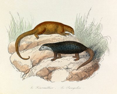 Illustrazione tratta dal libro "Opere complete di Buffon": Les Quadrupedes: Le fourmillier et le pangolin (incisione) da Unknown artist
