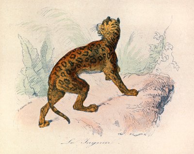 Illustrazione tratta dal libro "Opere complete di Buffon": Les Quadrupedes: Il giaguaro (incisione) da Unknown artist