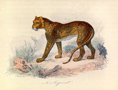 Illustrazione tratta dal libro "Opere complete di Buffon": Les Quadrupedes: Il leopardo (incisione) da Unknown artist