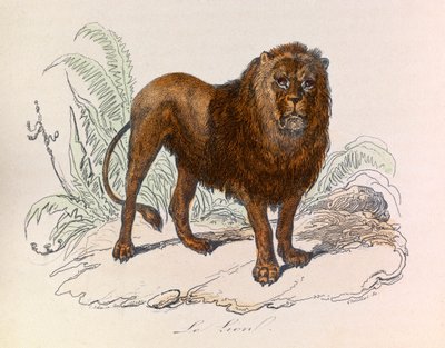 Illustrazione tratta dal libro "Opere complete di Buffon": Les Quadrupedes: Il leone (incisione) da Unknown artist