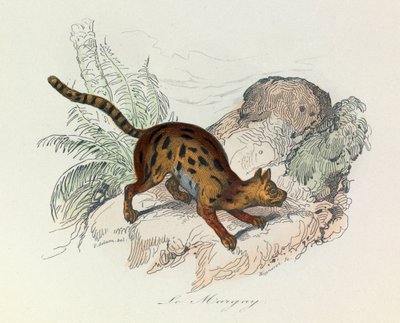 Illustrazione tratta dal libro "Opere complete di Buffon": Les Quadrupedes: Le margay (incisione) da Unknown artist
