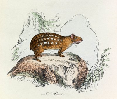 Illustrazione tratta dal libro "Opere complete di Buffon": Les Quadrupedes: Le paca (incisione) da Unknown artist