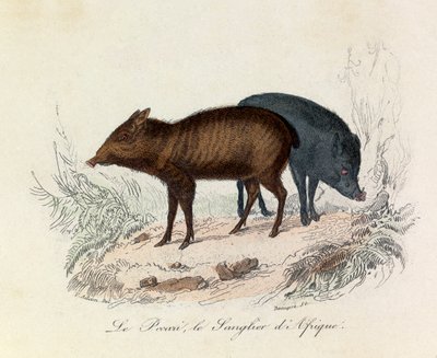 Illustrazione tratta dal libro "Opere complete di Buffon": Les Quadrupedes: Le pecari et le boar d