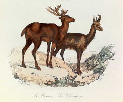 Illustrazione tratta dal libro "Opere complete di Buffon": Les Quadrupedes: Le reinne et la chamois (incisione) da Unknown artist