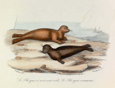 Illustrazione tratta dal libro "Opere complete di Buffon": Les Quadrupedes: Le seal a snout ride et le seal (incisione) da Unknown artist