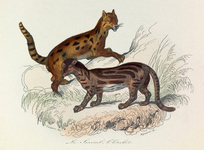Illustrazione tratta dal libro "Opere complete di Buffon": Les Quadrupedes: Le serval et l
