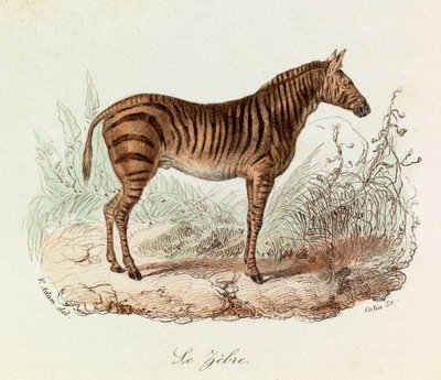 Illustrazione tratta dal libro "Opere complete di Buffon": Les Quadrupedes: Le zebre (incisione) da Unknown artist