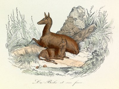 Illustrazione tratta dal libro "Opere complete di Buffon": Les animaux: La cerva e il suo cerbiatto (incisione) da Unknown artist
