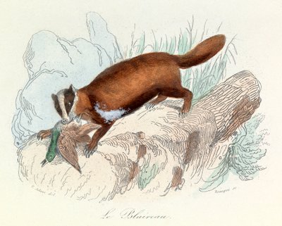 Illustrazione tratta dal libro "Opere complete di Buffon": Les animaux: Il tasso (incisione) da Unknown artist