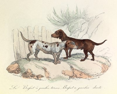 Illustrazione tratta dal libro "Opere complete di Buffon": Les animaux: Il bassetto a gambe tese e il bassetto a gambe dritte (incisione) da Unknown artist