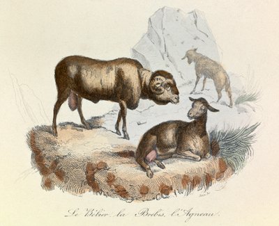 Illustrazione tratta dal libro "Opere complete di Buffon": Les animaux: Le belier, la ewe et l