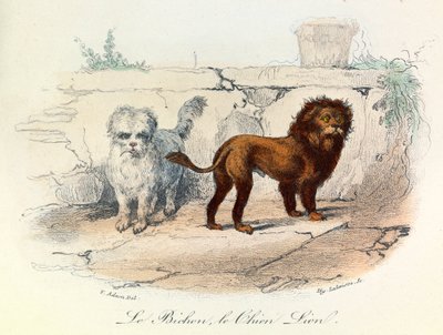 Illustrazione tratta dal libro "Opere complete di Buffon": Les animaux: Le bichon et le chien lion (incisione) da Unknown artist
