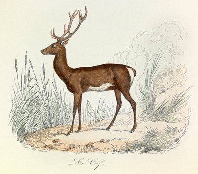 Illustrazione tratta dal libro "Opere complete di Buffon": Les animaux: Le cerf (incisione) da Unknown artist