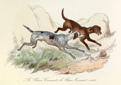 Illustrazione tratta dal libro "Opere complete di Buffon": Les animaux: Le chien courant et le chien courant metis (incisione) da Unknown artist