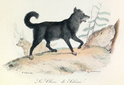 Illustrazione tratta dal libro "Opere complete di Buffon": Les animaux: Le chien de Siberie (incisione) da Unknown artist