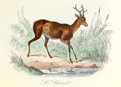 Illustrazione tratta dal libro "Opere complete di Buffon": Les animaux: Il cervo (incisione) da Unknown artist