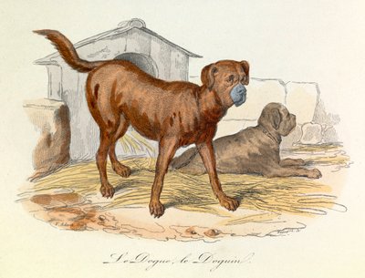 Illustrazione tratta dal libro "Opere complete di Buffon": Les animaux: Le dogue et le doguin (incisione) da Unknown artist