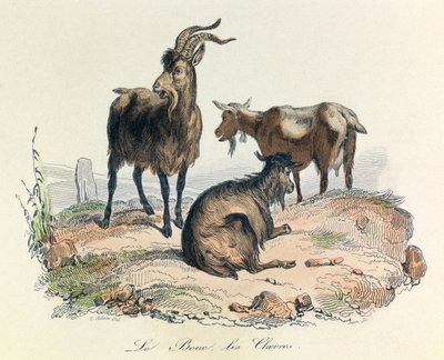Illustrazione tratta dal libro "Opere complete di Buffon": Les animaux: La capra e le capre (incisione) da Unknown artist